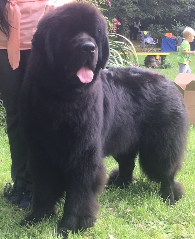 Фото: ньюфаундленд Стеалбеарс Агейн э Гэйм (Stealbears Again a Game)