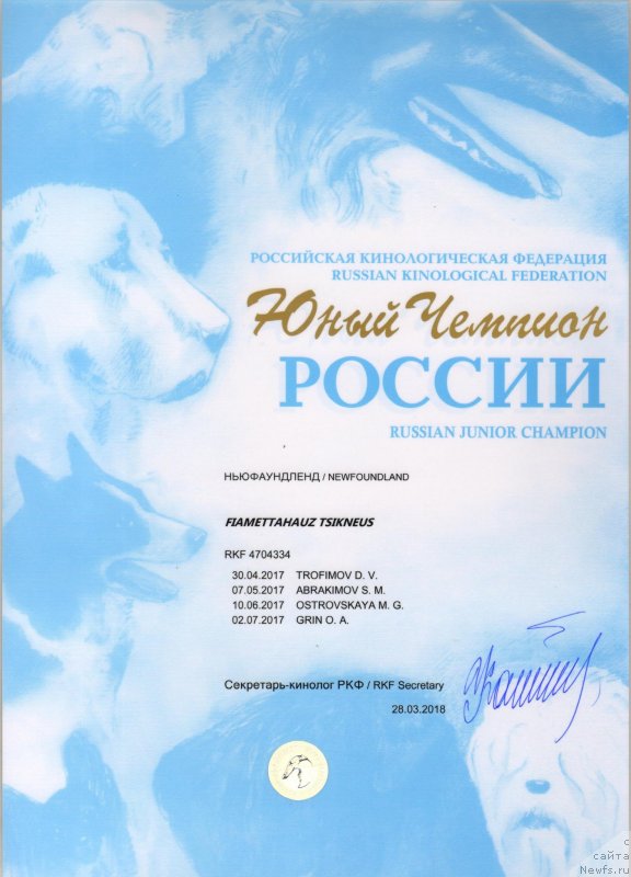 Фото: ньюфаундленд Фиаметтахауз Цикнеус (Fiamettahauz Tsikneus)