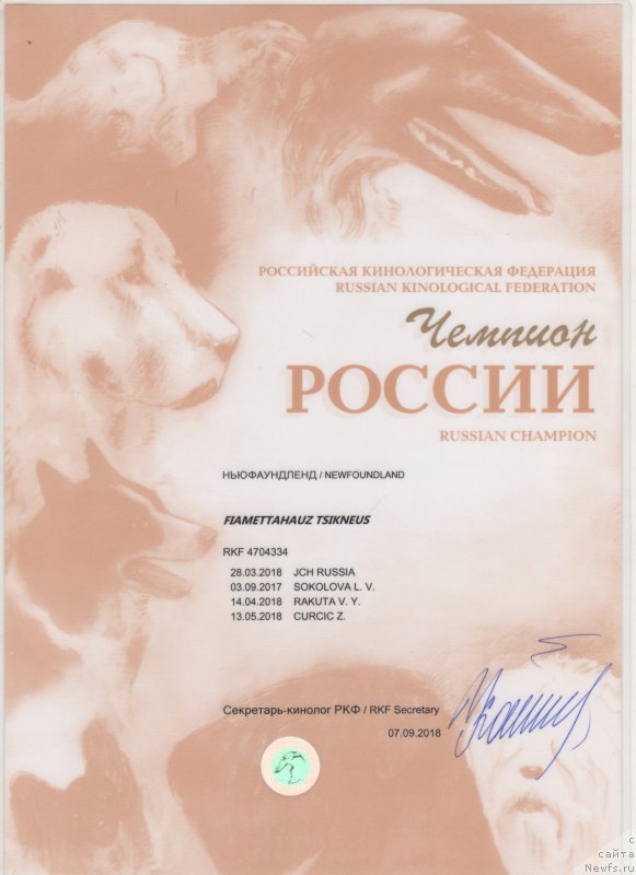 Фото: ньюфаундленд Фиаметтахауз Цикнеус (Fiamettahauz Tsikneus)