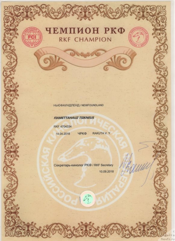 Фото: ньюфаундленд Фиаметтахауз Цикнеус (Fiamettahauz Tsikneus)