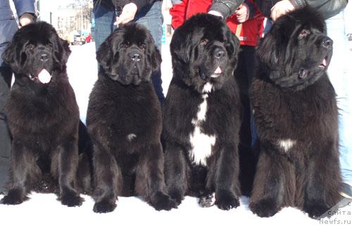 Фото: ньюфаундленд Бегущая по Волнам Вся Такая Растакая (Beguschaya po Volnam Vsya Takaya Rastakaya), ньюфаундленд Бегущая по Волнам Вам и не Снилось (Begushaya po Volnam Vam I Ne Snilos), ньюфаундленд Смигар Шаловливый Медведь (Smigar Shalovlivy Medved), ньюфаундленд Cayuga Mescalero