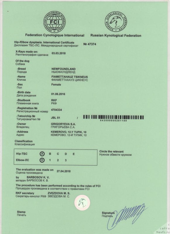 Фото: ньюфаундленд Фиаметтахауз Цикнеус (Fiamettahauz Tsikneus)