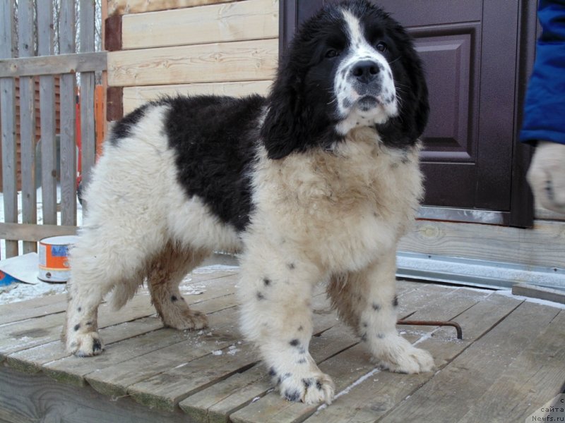 Фото: ньюфаундленд Женева от Карельских Медведей