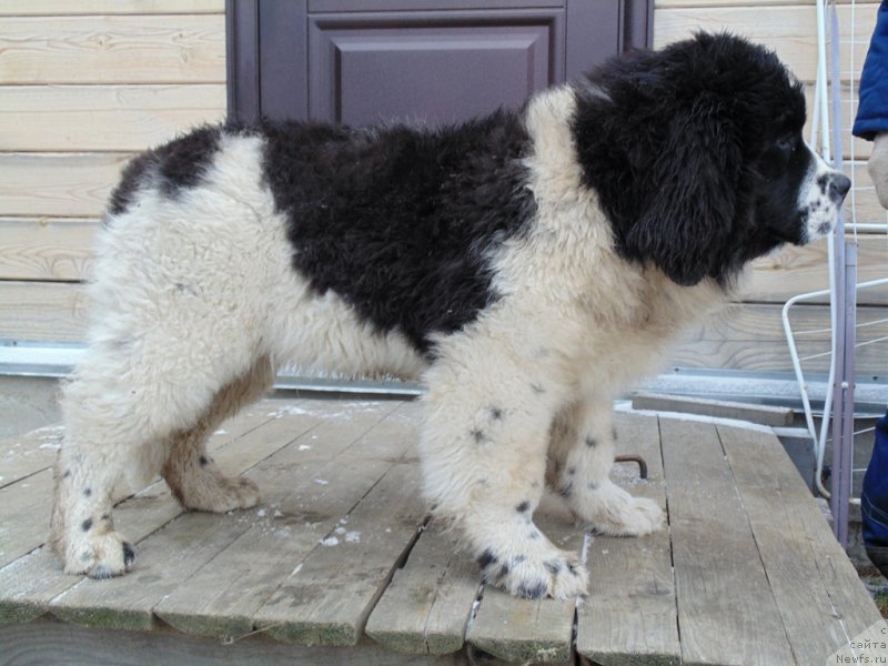 Фото: ньюфаундленд Женева от Карельских Медведей