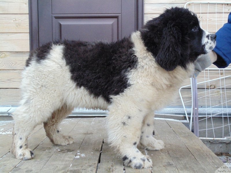 Фото: ньюфаундленд Женева от Карельских Медведей