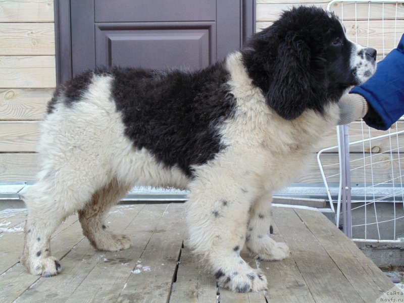 Фото: ньюфаундленд Женева от Карельских Медведей