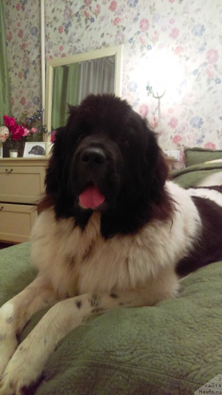 Фото: Юлия Волкова, ньюфаундленд Сноу Викинг Бьюти