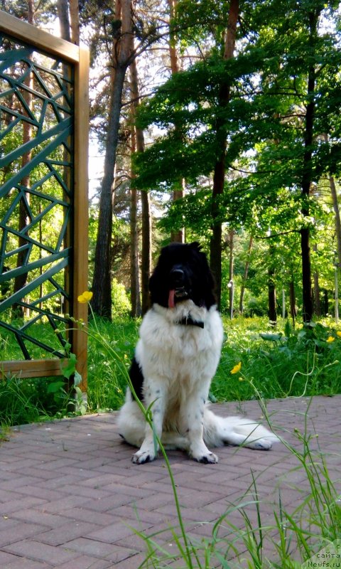 Фото: ньюфаундленд Сноу Викинг Бьюти