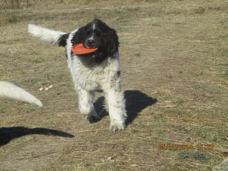 Фото: ньюфаундленд Добрыня от Карельских Медведей