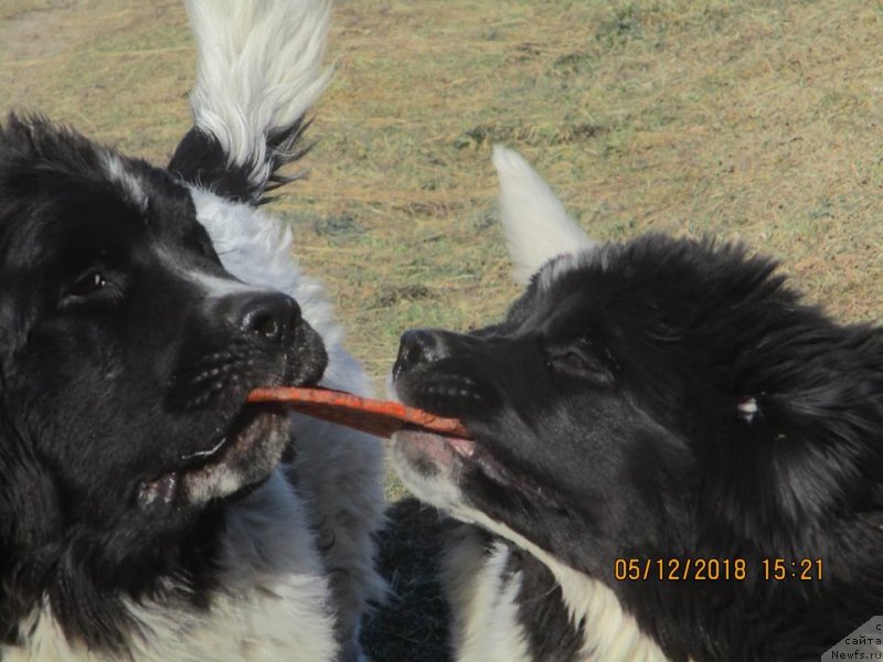 Фото: ньюфаундленд Добрыня от Карельских Медведей