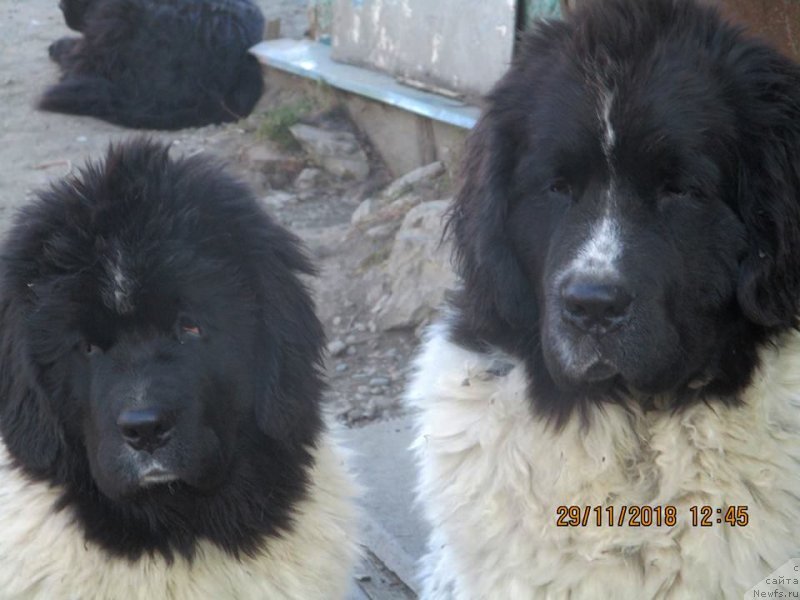 Фото: ньюфаундленд Обуш Шед Каваи Панда (Obush Shed Kawai Panda), ньюфаундленд Добрыня от Карельских Медведей