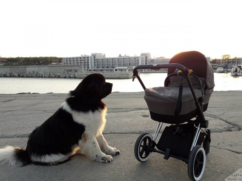 Фото: ньюфаундленд Аквиан Сонг Твинклинг Старс