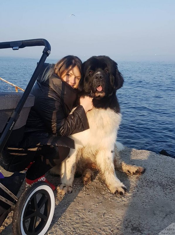 Фото: ньюфаундленд Аквиан Сонг Твинклинг Старс