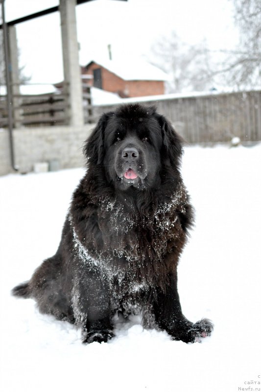 Фото: ньюфаундленд Лепесток Лилии