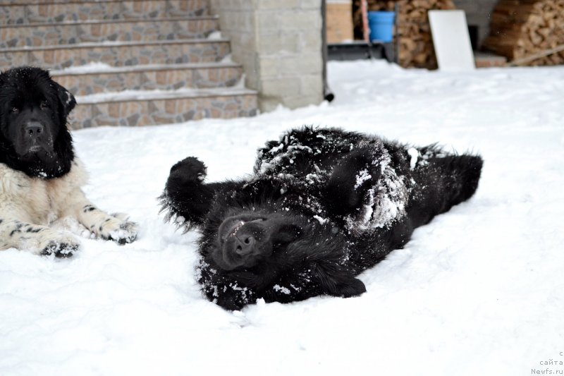 Фото: ньюфаундленд Терра Виктория Кей ту Май Харт (Terra Victoria Key to my Heart)