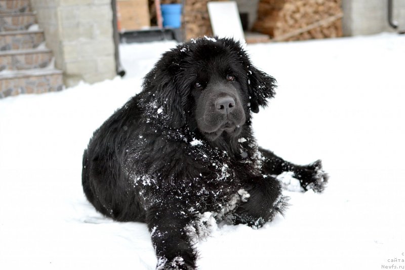 Фото: ньюфаундленд Терра Виктория Кей ту Май Харт (Terra Victoria Key to my Heart)