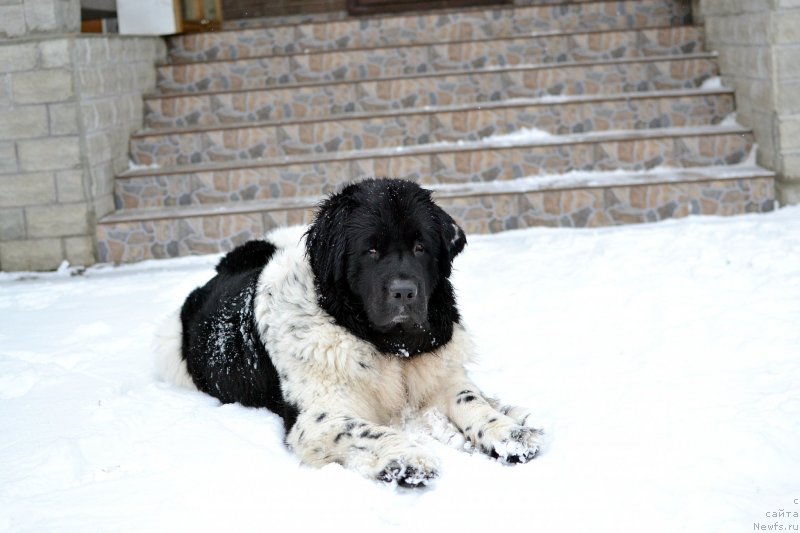 Фото: ньюфаундленд Сент Джонс Прима де Феролли