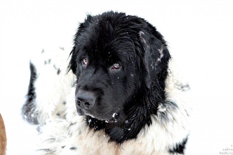 Фото: ньюфаундленд Сент Джонс Прима де Феролли
