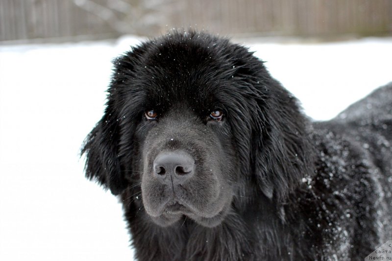 Фото: ньюфаундленд Терра Виктория Кей ту Май Харт (Terra Victoria Key to my Heart)
