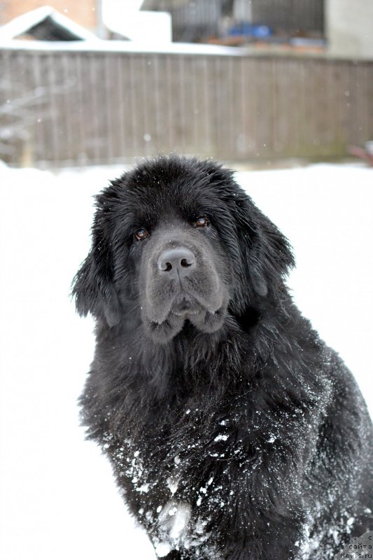 Фото: ньюфаундленд Терра Виктория Кей ту Май Харт (Terra Victoria Key to my Heart)