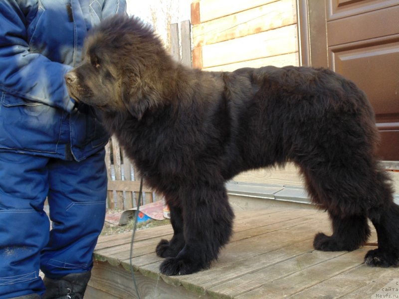 Фото: ньюфаундленд Нао Дель Трато Джонни Деп