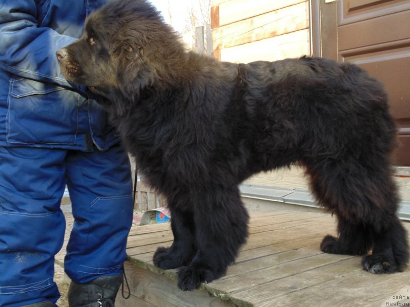 Фото: ньюфаундленд Нао Дель Трато Джонни Деп
