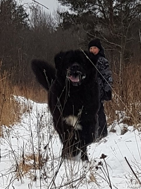 Фото: ньюфаундленд Гималай от Карельских Медведей (Himalayas ot Karelskikh Medvedey)