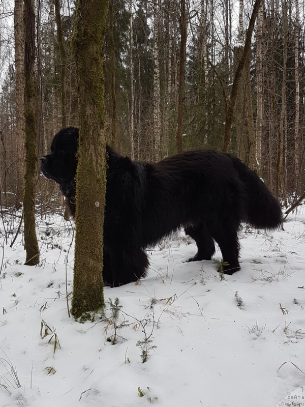 Фото: ньюфаундленд Гималай от Карельских Медведей (Himalayas ot Karelskikh Medvedey)
