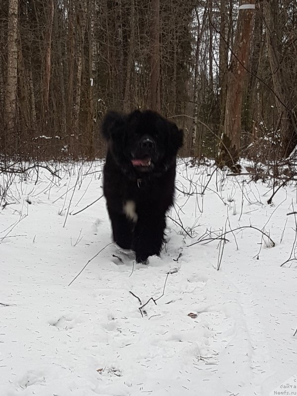 Фото: ньюфаундленд Гималай от Карельских Медведей (Himalayas ot Karelskikh Medvedey)
