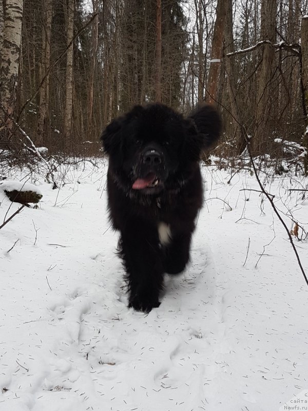 Фото: ньюфаундленд Гималай от Карельских Медведей (Himalayas ot Karelskikh Medvedey)