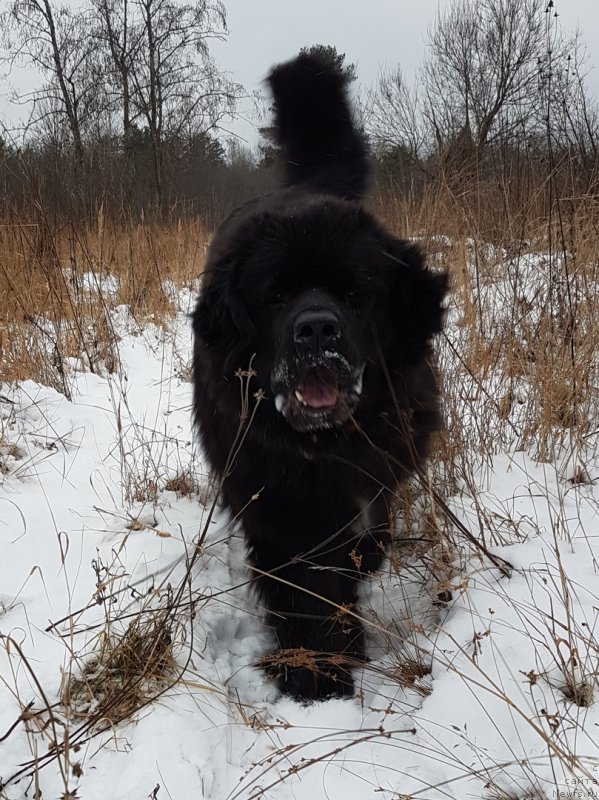 Фото: ньюфаундленд Гималай от Карельских Медведей (Himalayas ot Karelskikh Medvedey)