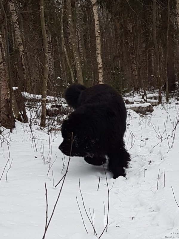 Фото: ньюфаундленд Гималай от Карельских Медведей (Himalayas ot Karelskikh Medvedey)