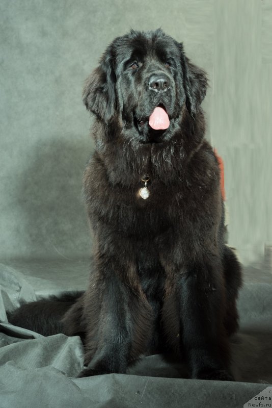 Фото: ньюфаундленд Любезная Нежная Лаура (Lyubeznaya Nezhnaya Laura)
