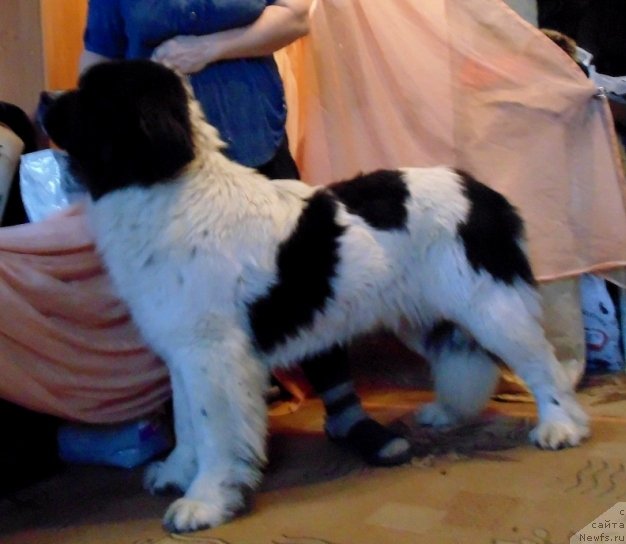 Фото: ньюфаундленд Варвара Краса от Карельских Медведей