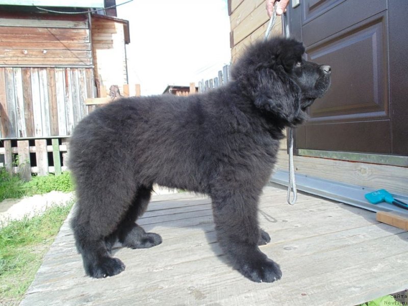 Фото: ньюфаундленд Нао Дель Трато Джонни Деп