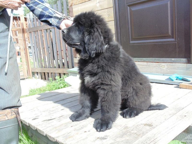 Фото: ньюфаундленд Нао Дель Трато Джонни Деп