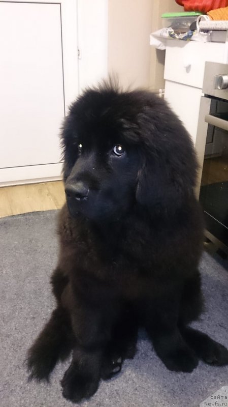 Фотография № 240534