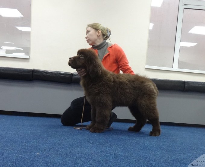 Фото: [d15724]  Ньюфорт Пастораль