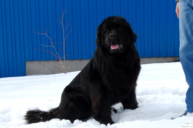 Фото: ньюфаундленд Адель из Замка Мелвин (Adel iz Zamka Melvin)