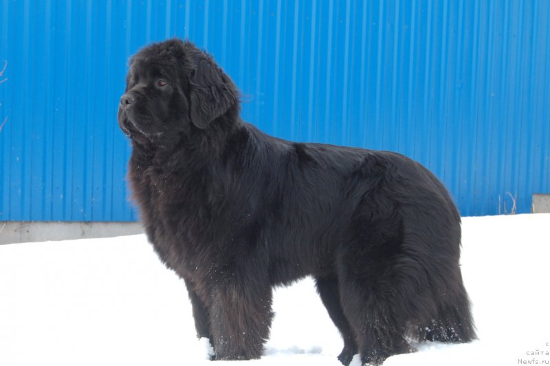 Фото: ньюфаундленд Адель из Замка Мелвин (Adel iz Zamka Melvin)