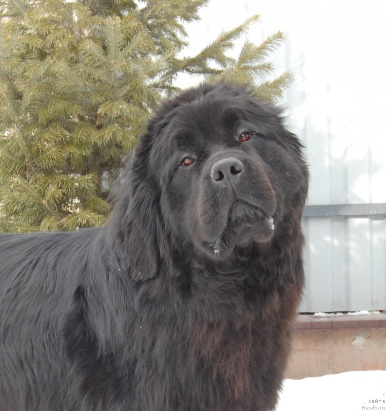 Фото: ньюфаундленд Адель из Замка Мелвин (Adel iz Zamka Melvin)