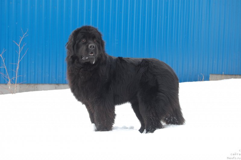 Фото: ньюфаундленд Адель из Замка Мелвин (Adel iz Zamka Melvin)