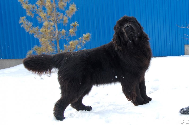 Фото: ньюфаундленд Алекса из Замка Мелвин