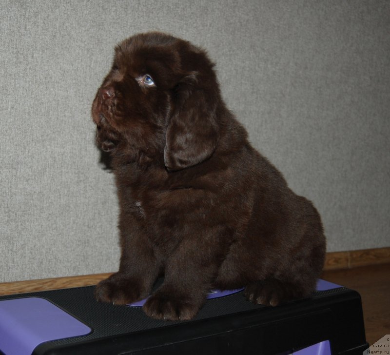 Фото: ньюфаундленд Галантный Кавалер из Замка Мелвин (Galantniy Kavaler iz Zamka Melvin)