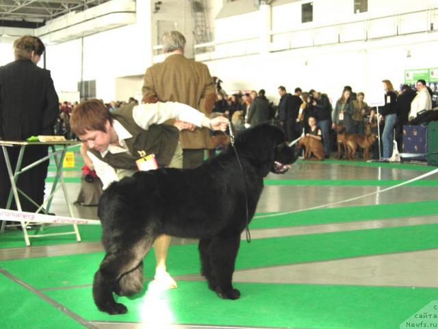 Фото: ньюфаундленд Смигар Империя Страсти