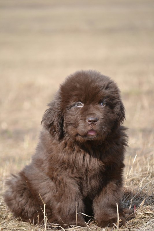 Фото: ньюфаундленд Ханни для Вятских Медведей (Hanni dlya Vyatskikh Medvedey)