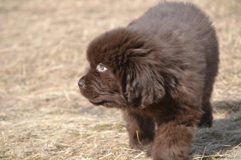Фото: ньюфаундленд Ханни для Вятских Медведей (Hanni dlya Vyatskikh Medvedey)