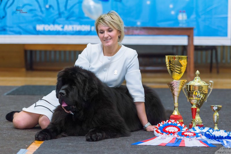 Фото: ньюфаундленд Much Better Kilnioji Sirdis