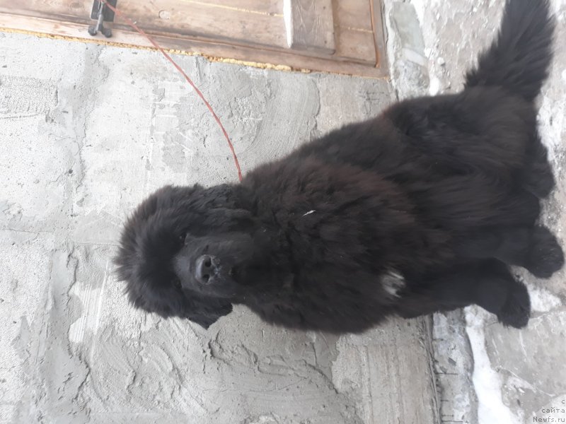 Фото: ньюфаундленд Ньюфорт Ниагара