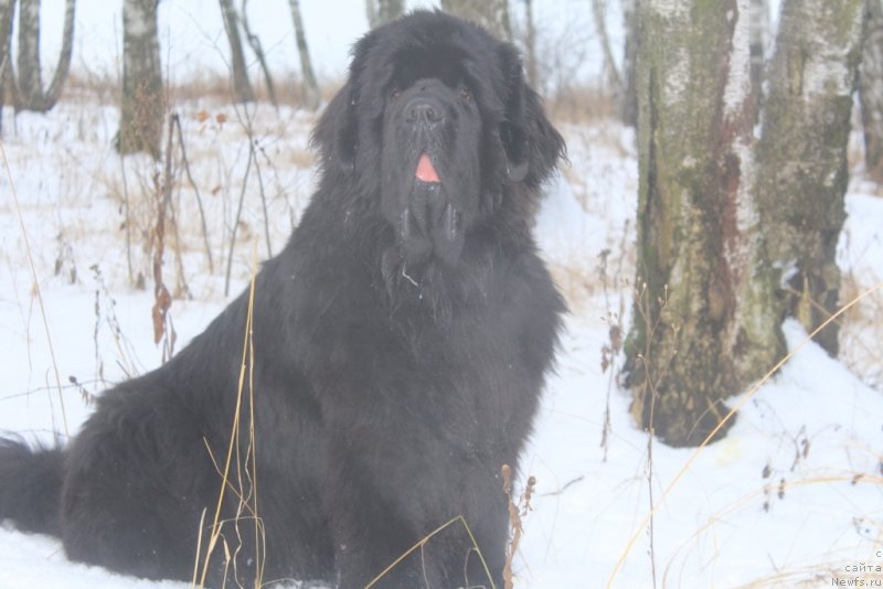 Фото: ньюфаундленд Даймонд Кинг